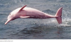 ikan lumba lumba warna pink di amazon
